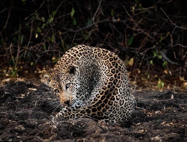 jaguar