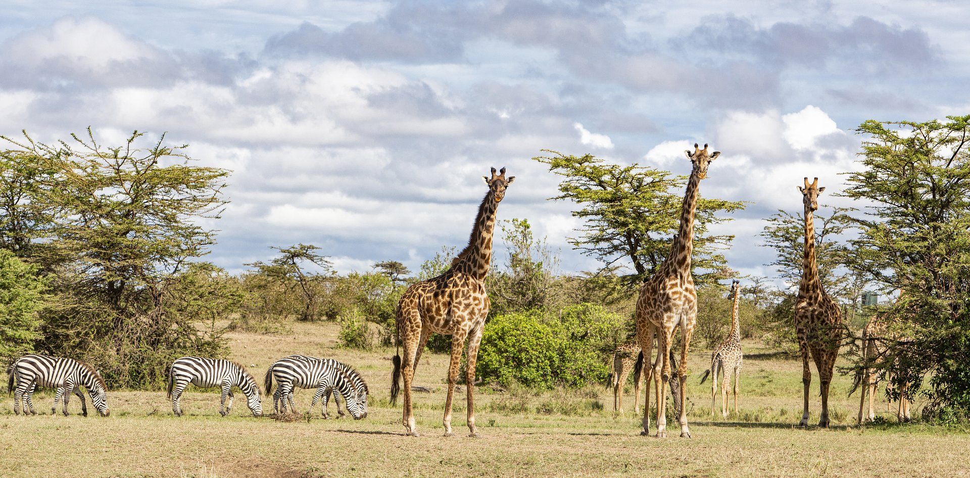 Kenya and Tanzania-An Epic Wildlife Safari in East Africa