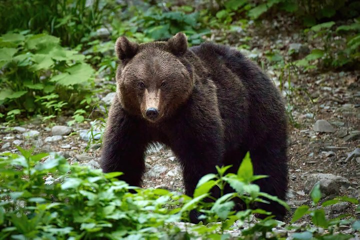 bisonbearchamois4