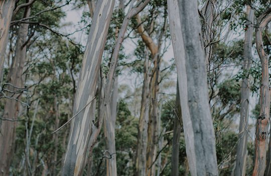 miekecampbellylJxRnHOBfAunsplash