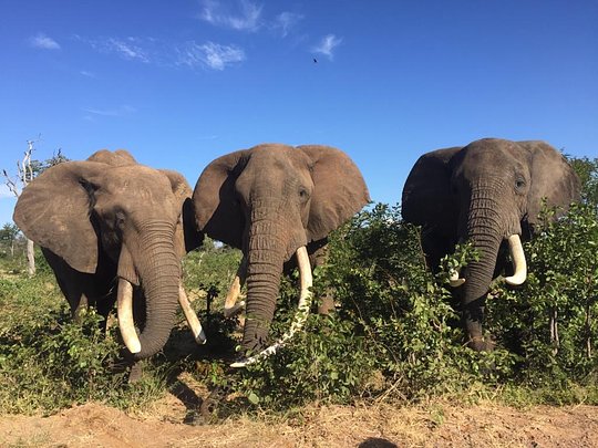 Visit the legendary Elephant Cafe and interact with these gentle giants