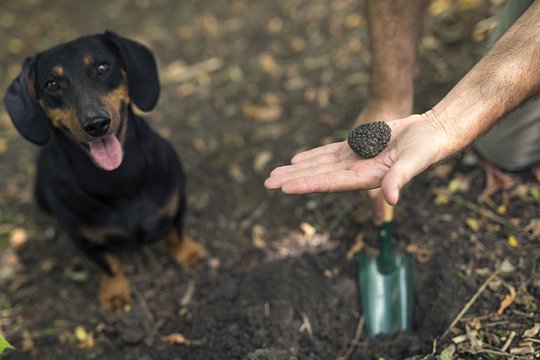 Head out on a truffle hunt with a local family  