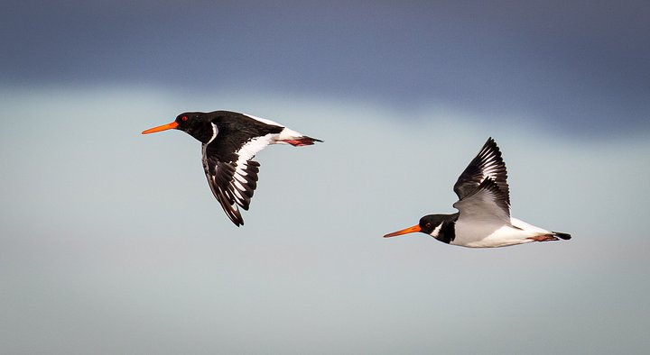 ostercatchers_PaulSharman