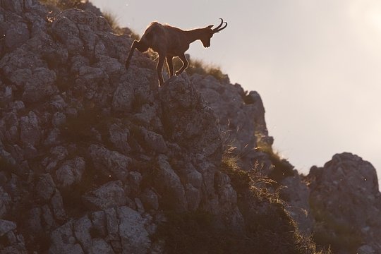 3 days bison tracking, bear hides, chamois trails