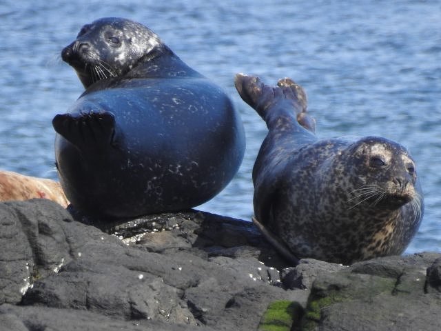 SealsonMuck640x480