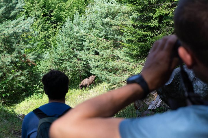 bison18