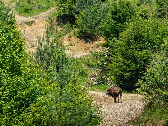 Roam the bison trail