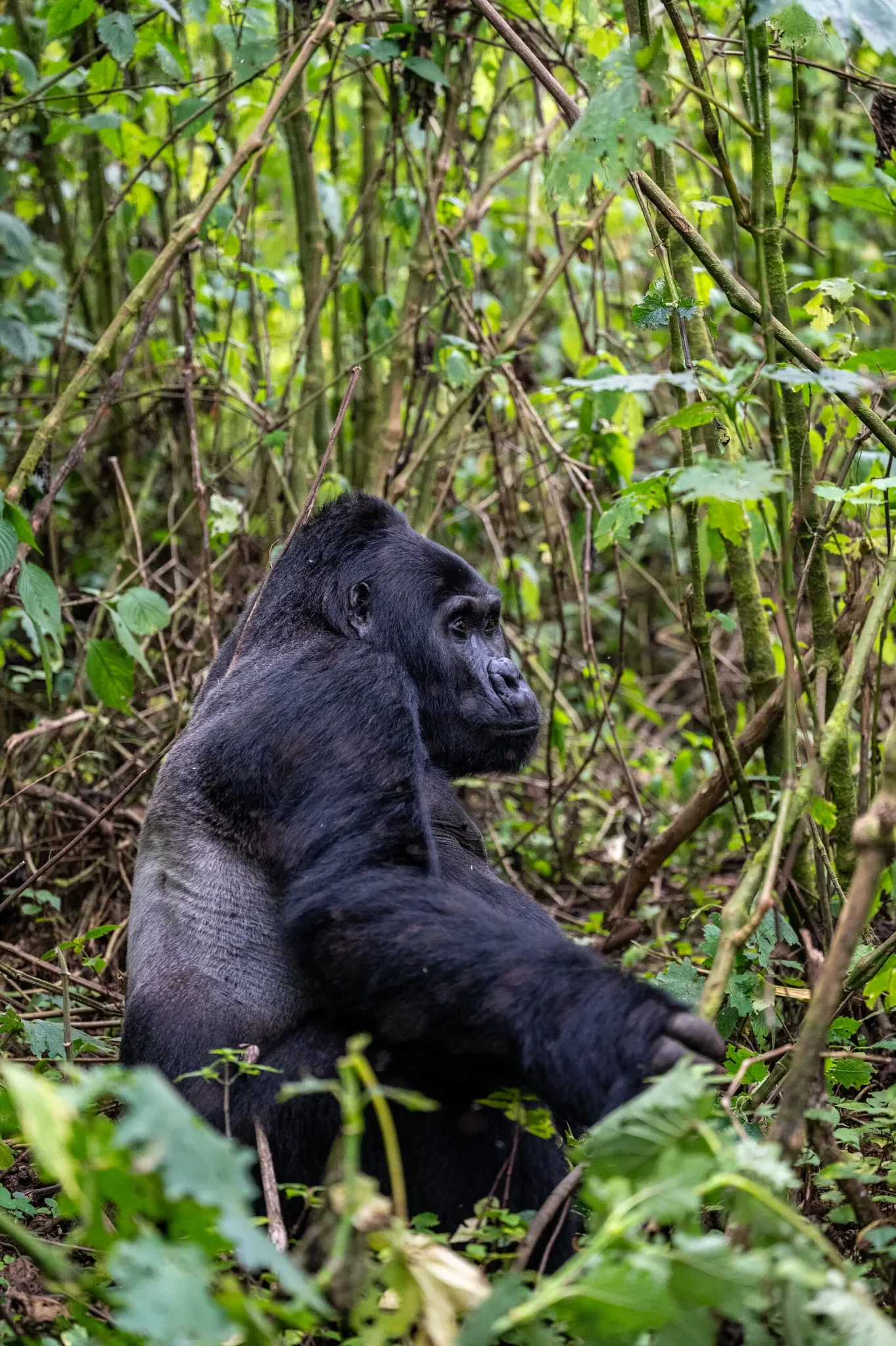 GorillaTrackingBwindi5scaled.jpg