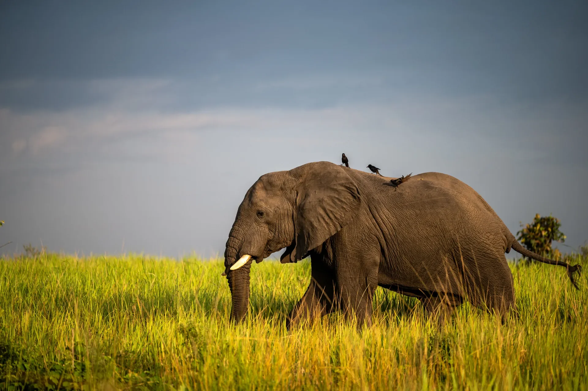 ElephantinUgandascaled.jpg