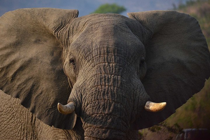 elephant1860982_19201