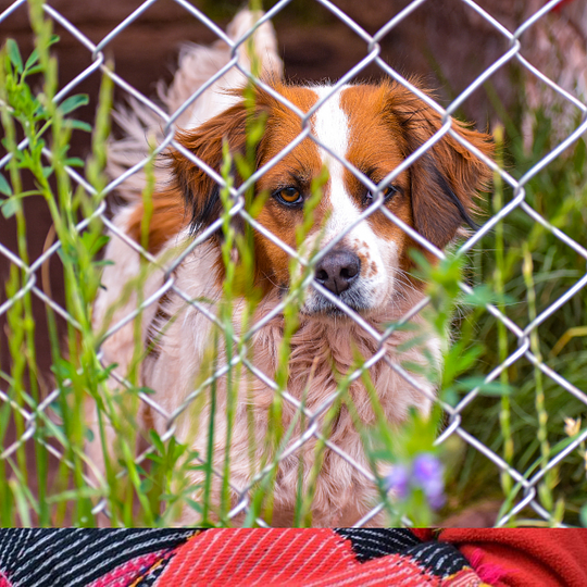 Volunteering at dog shelter