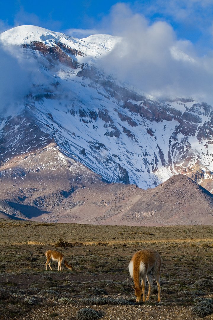 ChimboVicunas