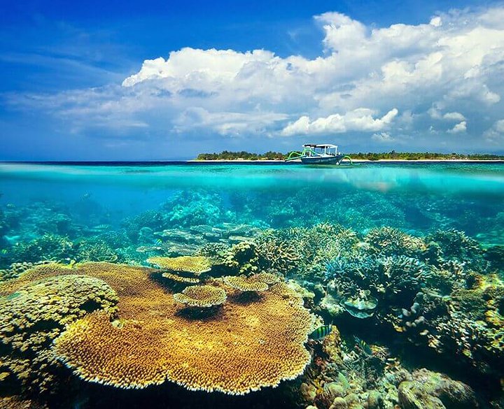bali corals