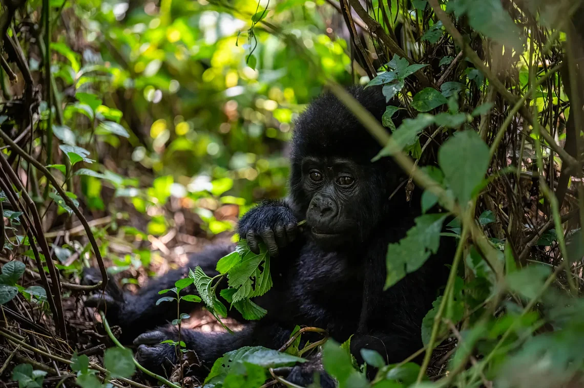 GorillaTrackingBwindi1scaled.jpg