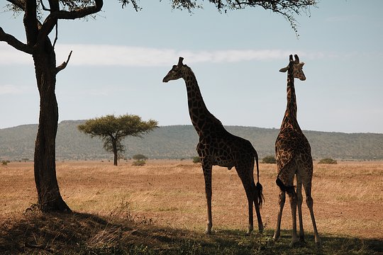 Awakened in the Wild: Breathwork in the Serengeti