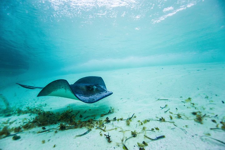 stingraygibbs2