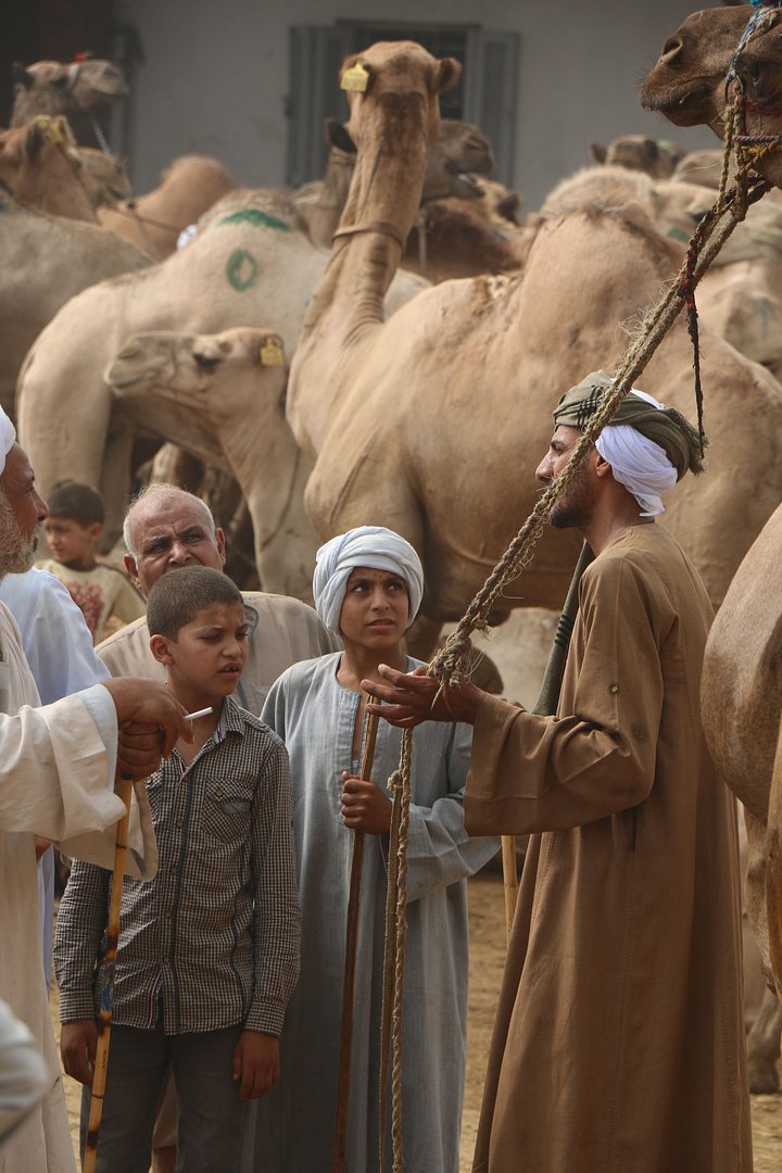 CamelMarket