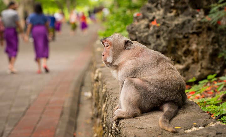 Monkeylooksattourists952853