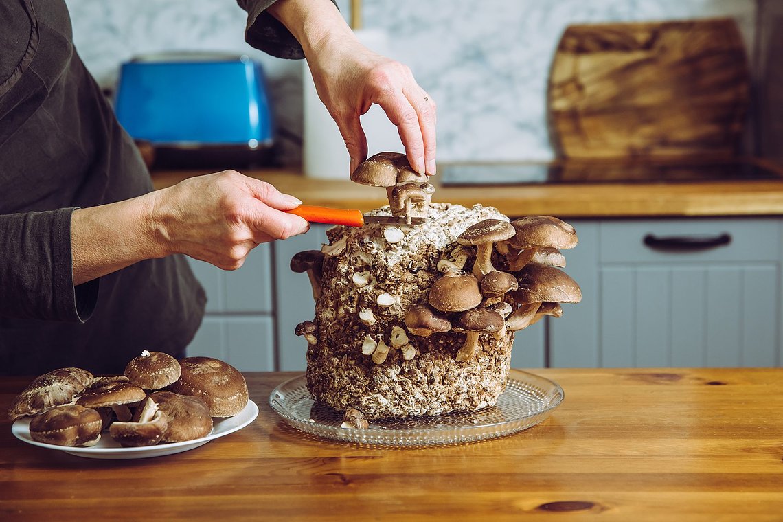 2048x1365MushroomsSEOGettyImages130344032628c963a
