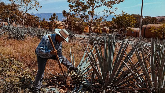 Sip, don't shoot Mescal