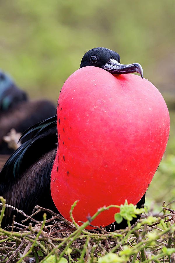 1ecuadorgalapagosislandsgenovesaellengoff2516717372
