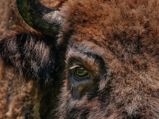 Rewilding impact