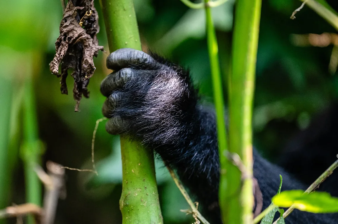 GorillaTrackingBwindi2scaled.jpg