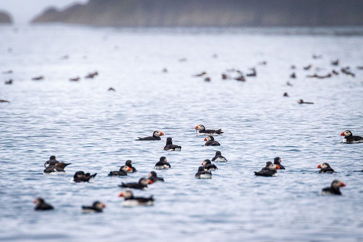 puffins_Shiants_PSharman