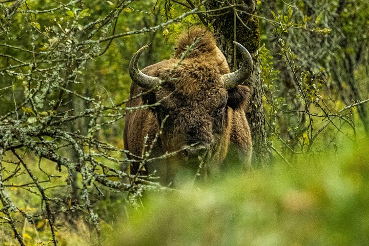 wildernesstrail6