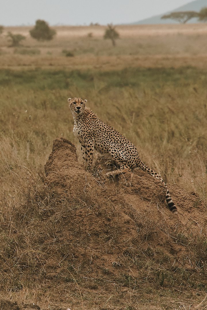 HR_TANZANIA_ZAHIJOURNEYS_2024_9471