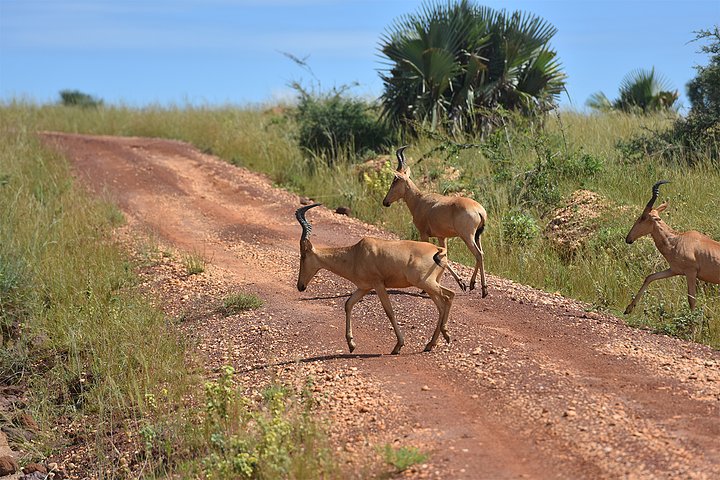 murchisonfalls1
