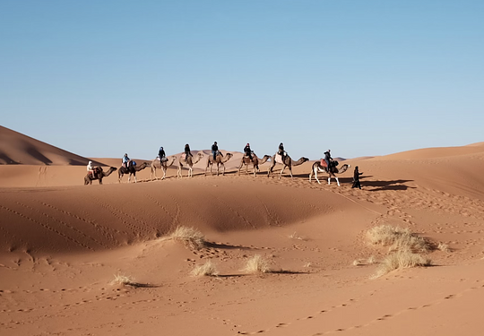 Camel Ride (1 Hour) - CHOOSE ONE OPTION 