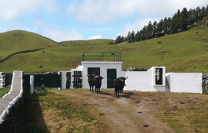 choosingbull