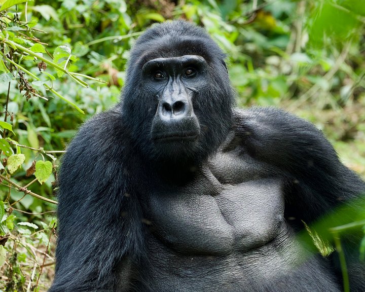 gorilla5