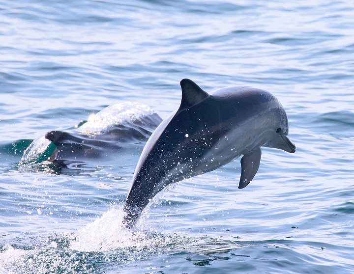 CommonDolphin