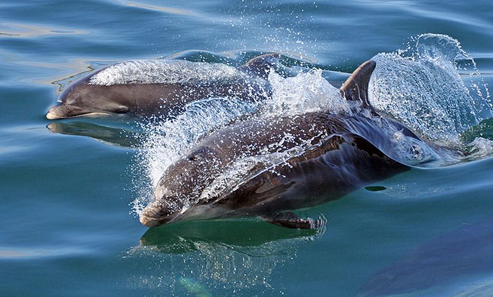 dolphinsnearstkildabykeithrogers1
