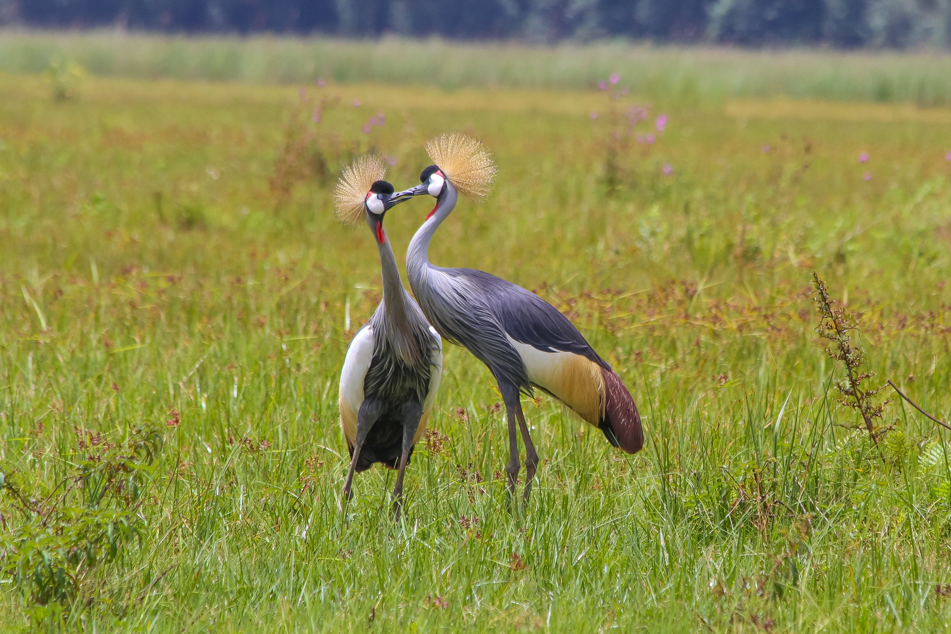 RugeziMarsh_GreyCrownedCrane_RWCA_June57