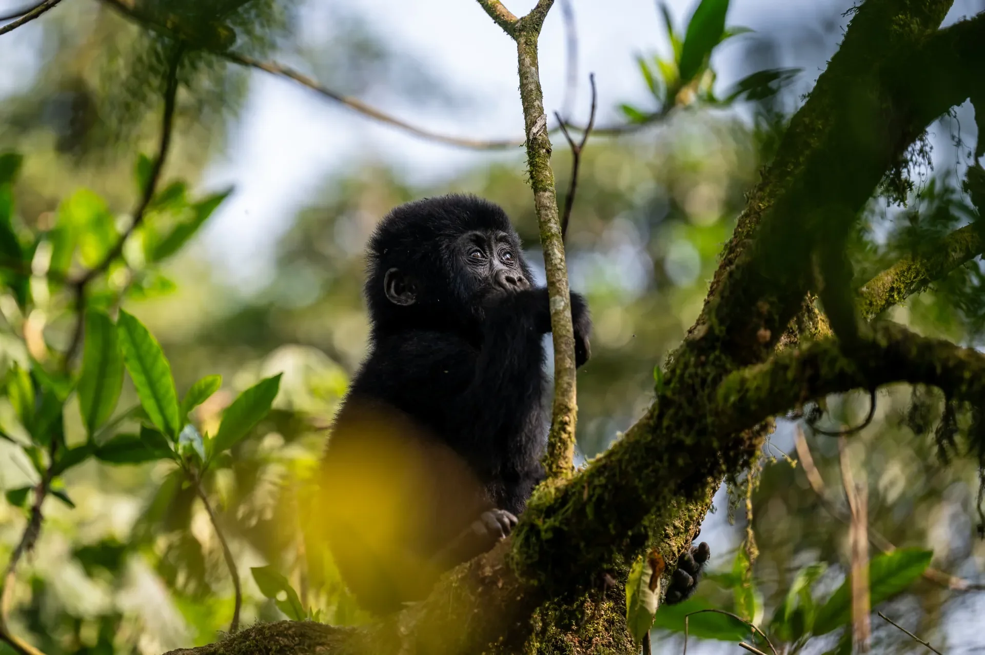 GorillaTrackingBwindi17scaled.jpg