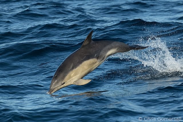 Shortbeakedcommondolphin640x427
