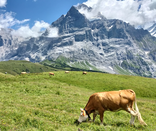 WHY BERNESE OBERLAND?