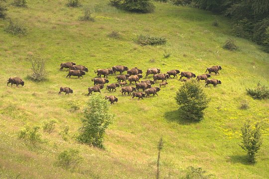 Impact for rewilding