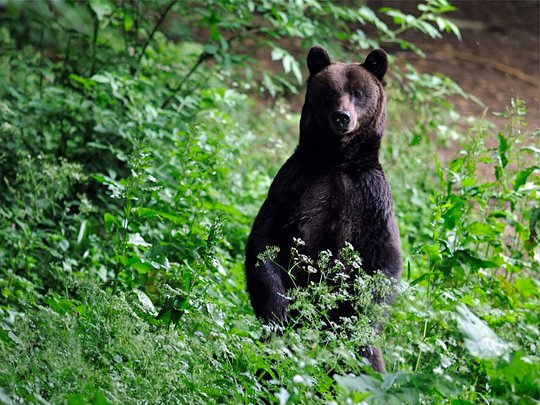 Bison Tracking, Bear Hides & Chamois Trail