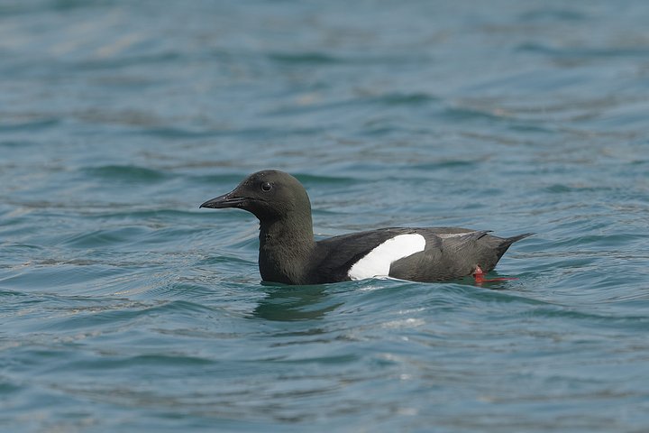 Guillemot