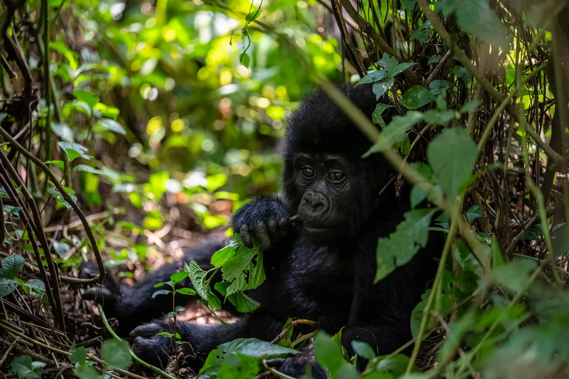 GorillaTrackingBwindi1scaled.jpg