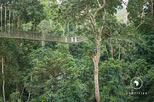 40ft Canopy Walkway