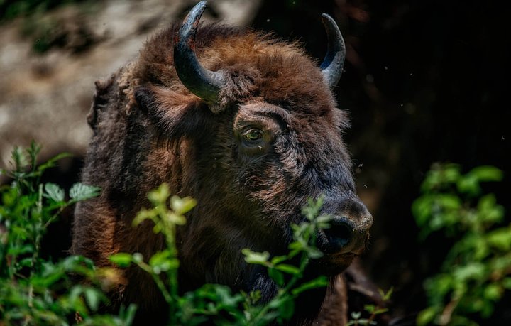 bison16