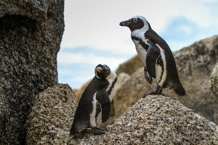 fungaitichawanganaU6AAQyYjqEUunsplash