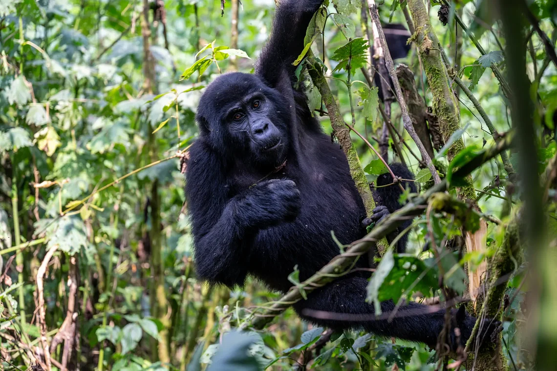 GorillaTrackingBwindi8scaled
