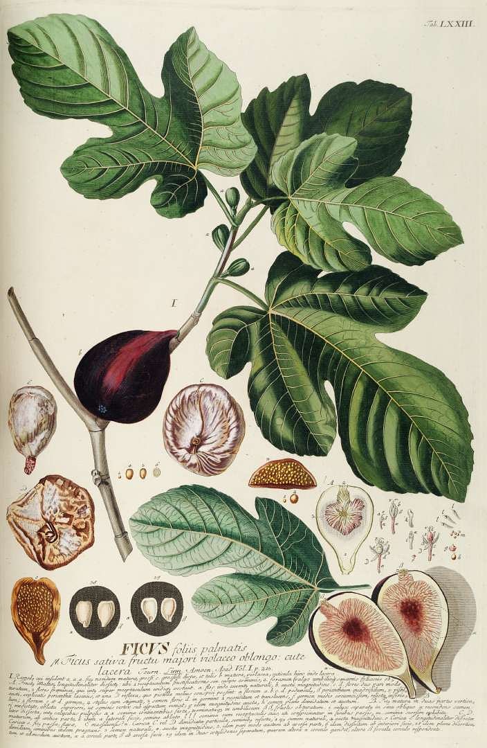 Ficus_carica_L_1771