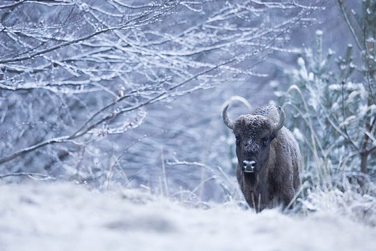 Impact for rewilding